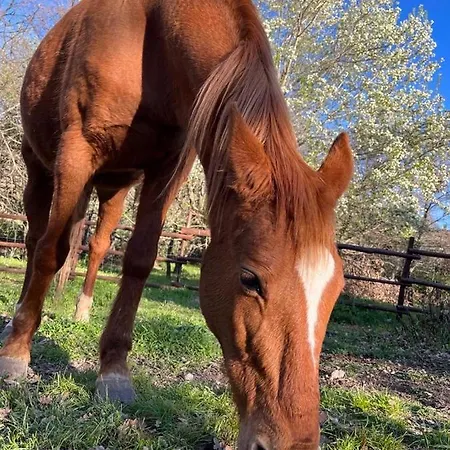 펜션 Ovostolai 포니