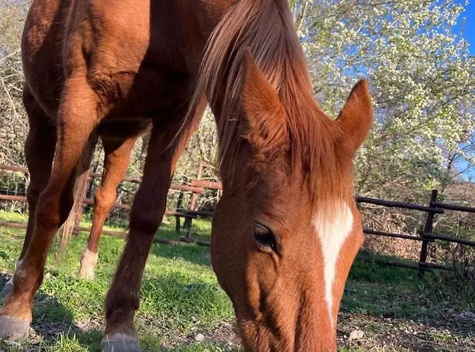 Dom wakacyjny Ovostolai Fonni